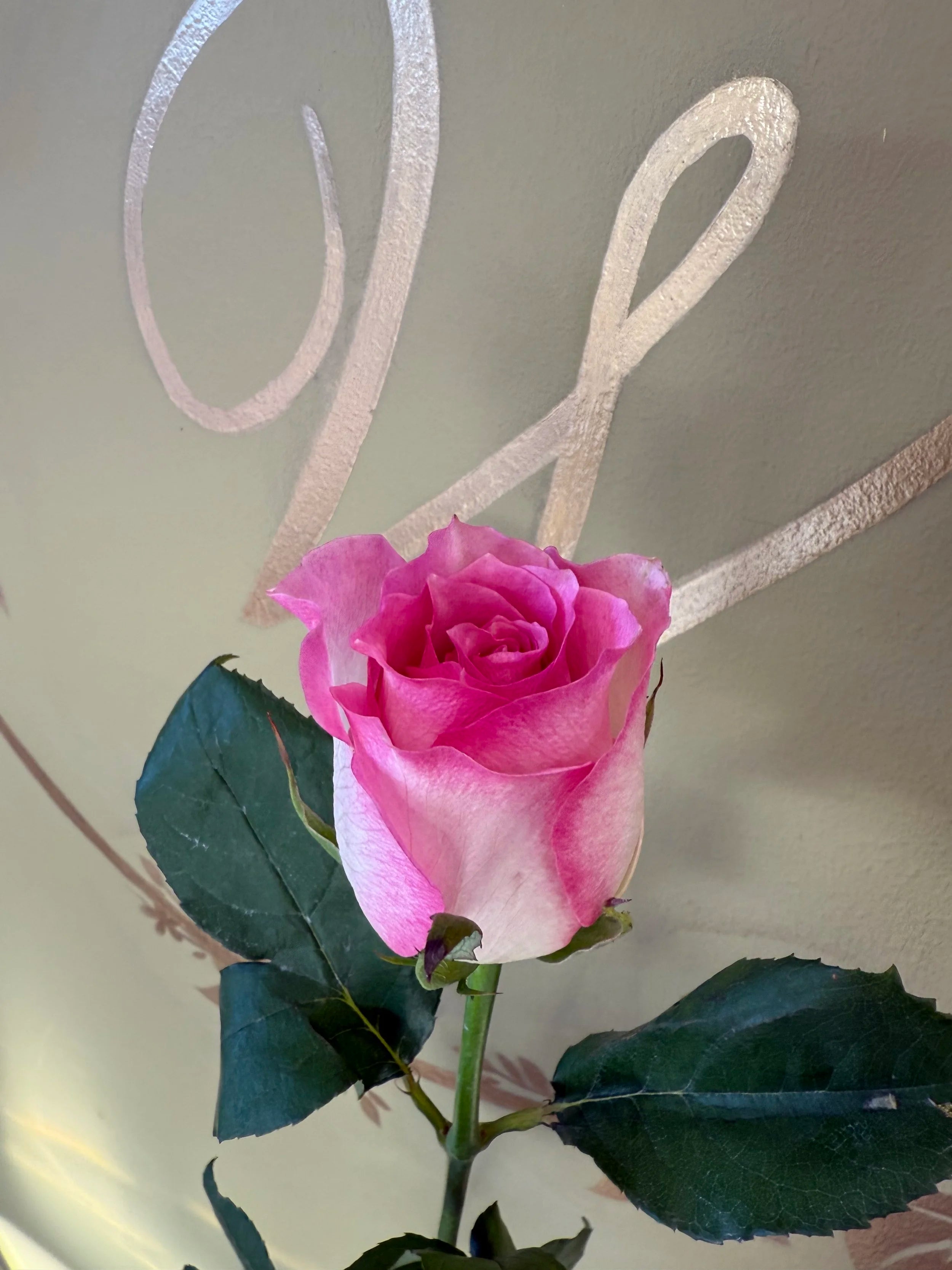 Fresh Premium Single Rose – Pretty Petals SD