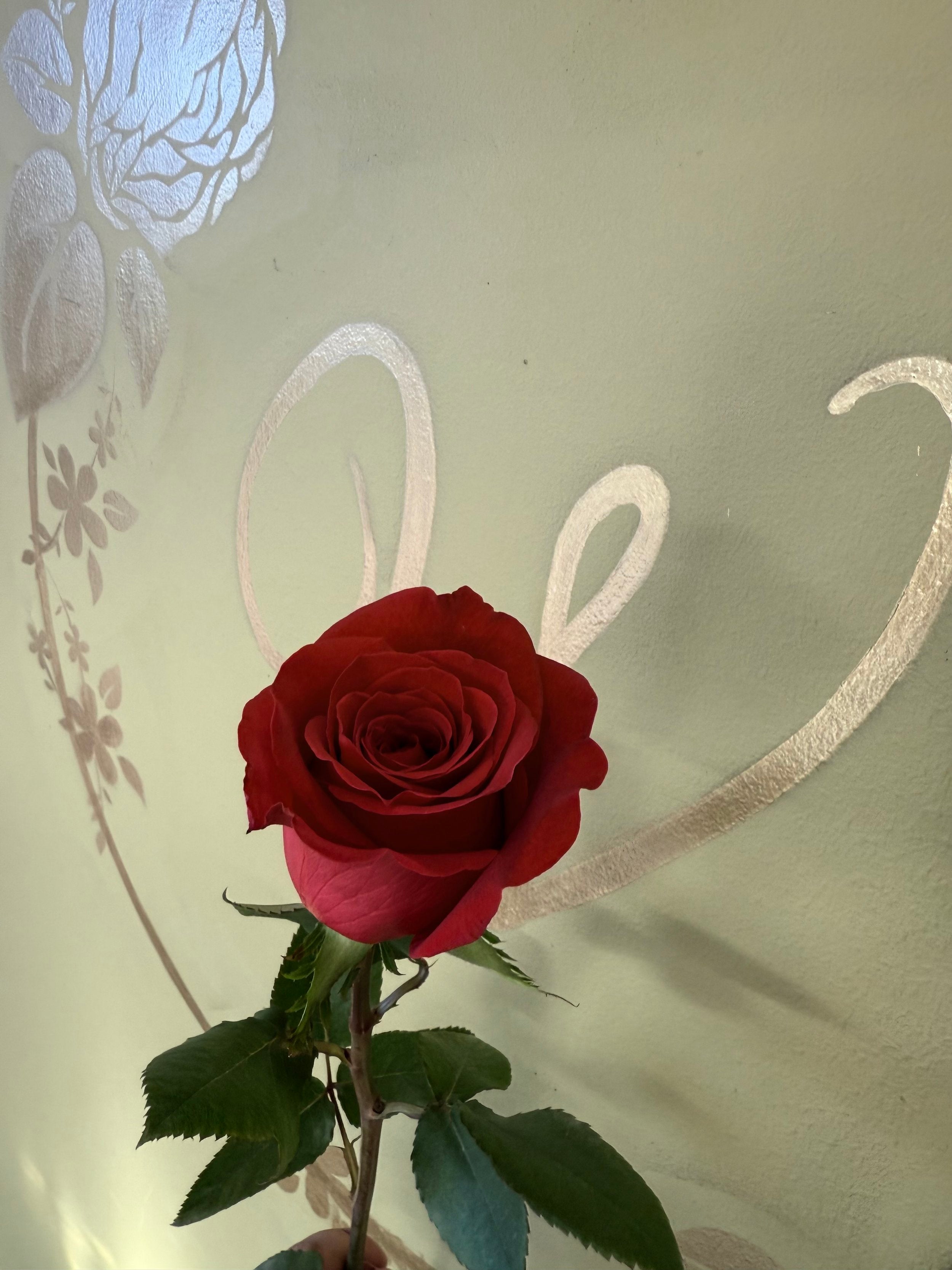 Single Rose Close Up