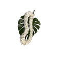 Graduation Double White Orchid Lei
